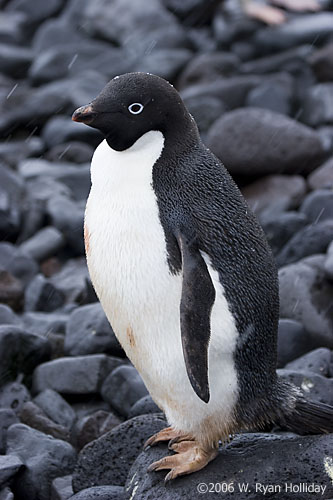 Adelie Penguin