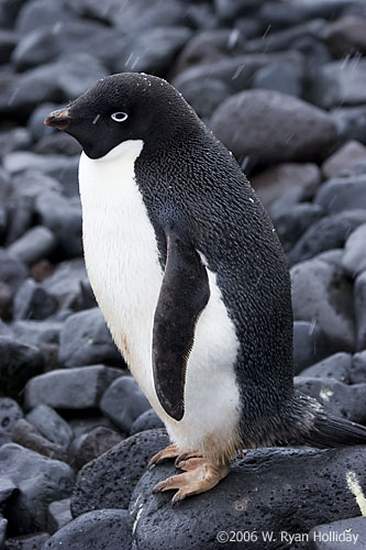 Adelie Penguin