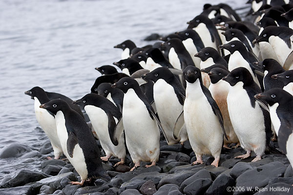 Adelie Penguins