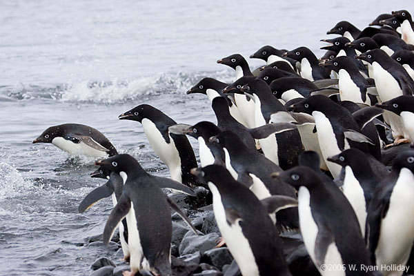 Adelie Penguins