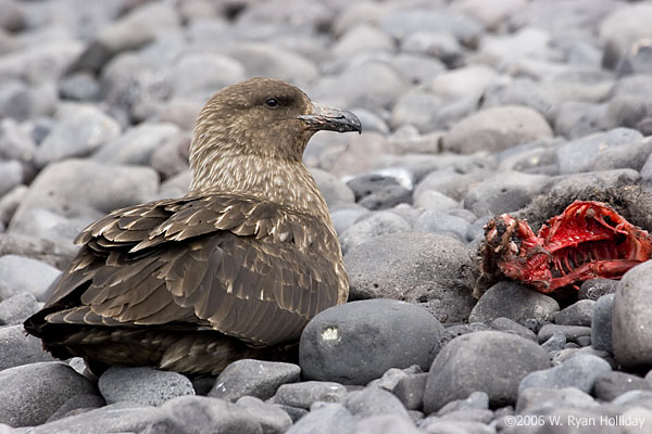 Skua