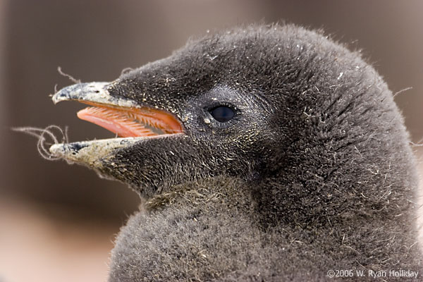 Adelie Penguin Chick