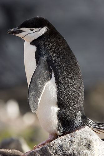 Chinstrap Penguin