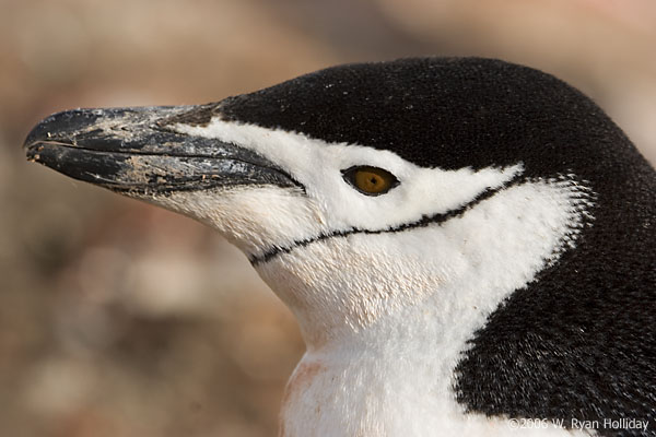 Chinstrap Penguin