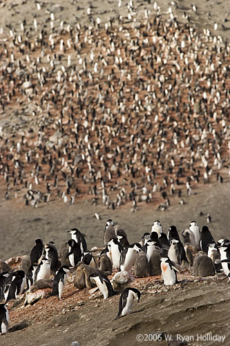 Chinstrap Penguin Colony