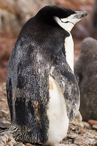 Chinstrap Penguin