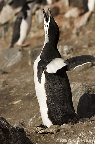 Chinstrap Penguin