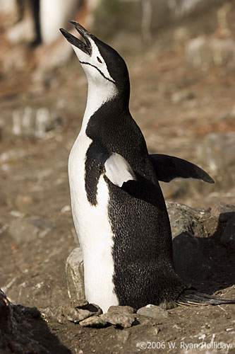 Chinstrap Penguin