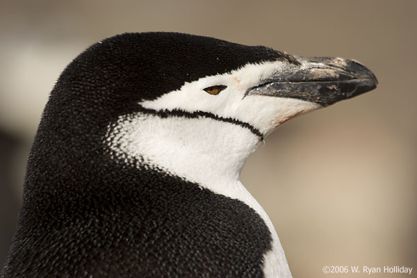 Chinstrap Penguin