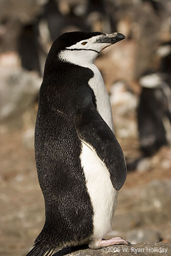 Chinstrap Penguin