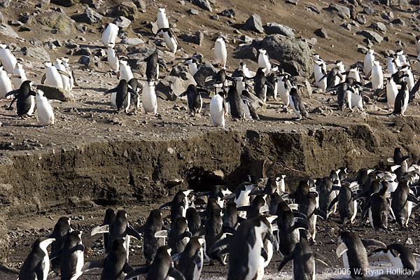 Chinstrap Penguins