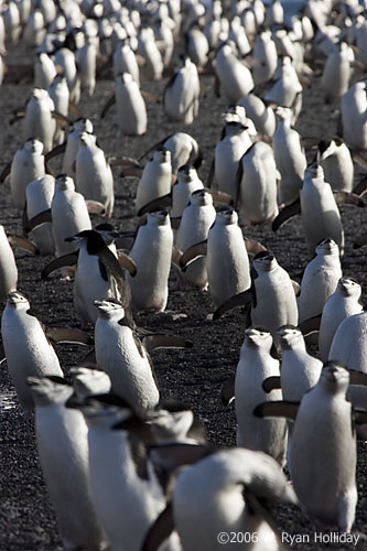 Chinstrap Penguins