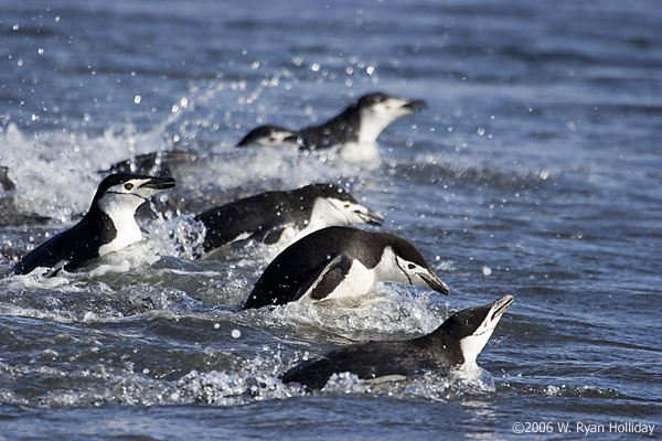 Chinstrap Penguins