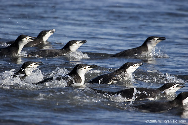 Chinstrap Penguins