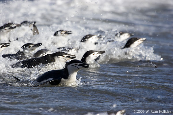 Chinstrap Penguins