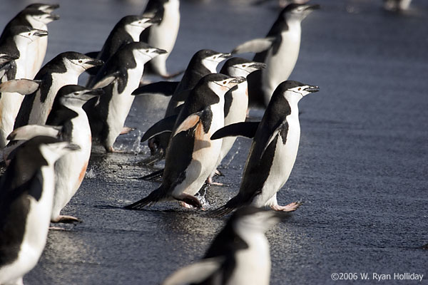 Chinstrap Penguins