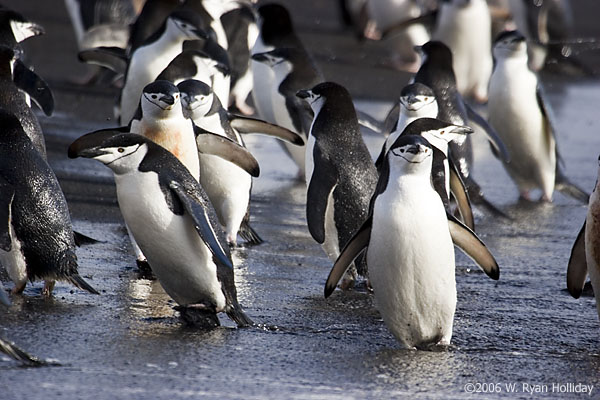 Chinstrap Penguins