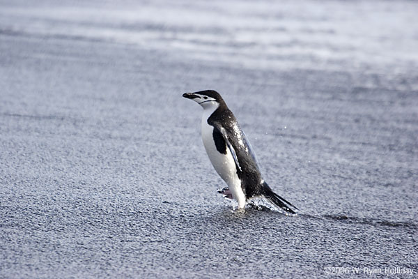 Chinstrap Penguin