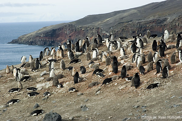 Chinstap Penguin Colony