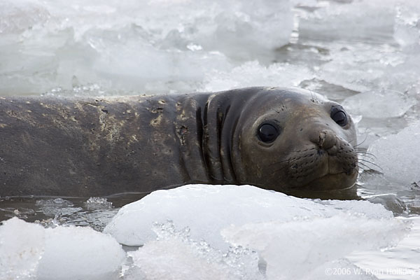 Elephant Seal