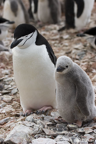 Chinstrap Penguin and Chick