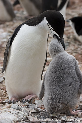 Chinstrap Penguin and Chick