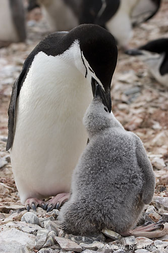 Chinstrap Penguin and Chick