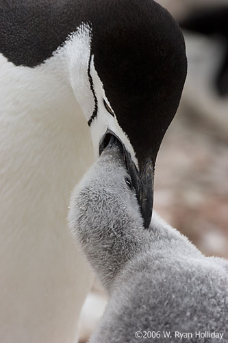 Chinstrap Penguin and Chick