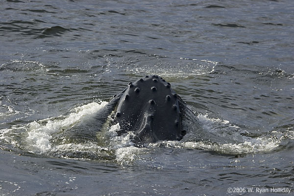 Humpback Whale