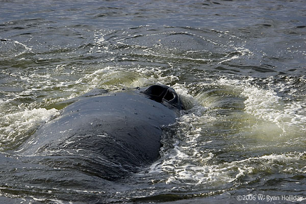 Humpback Whale