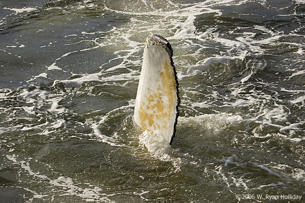 Humpback Whale