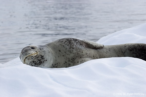 Leopard Seal