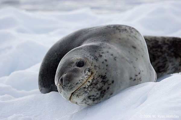 Leopard Seal