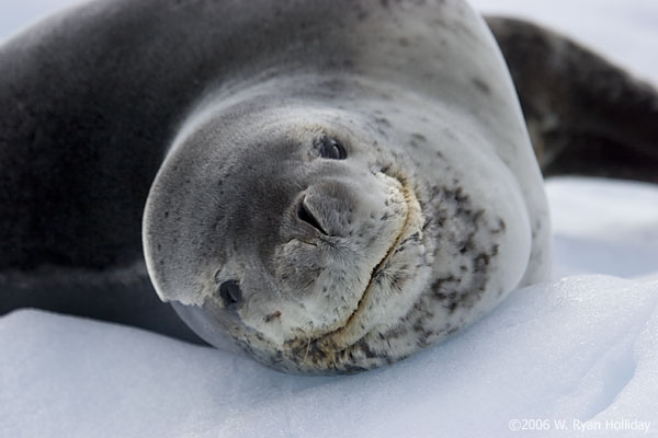 Leopard Seal