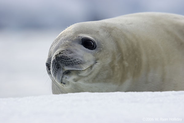 Crabeater Seal