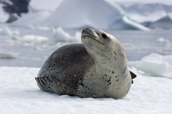 Leopard Seal