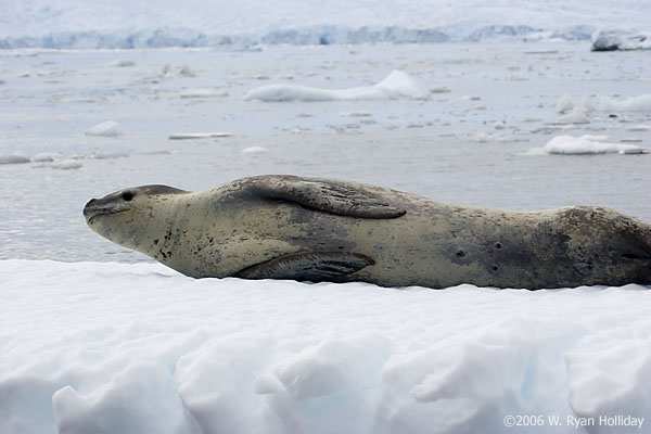 Leopard Seal