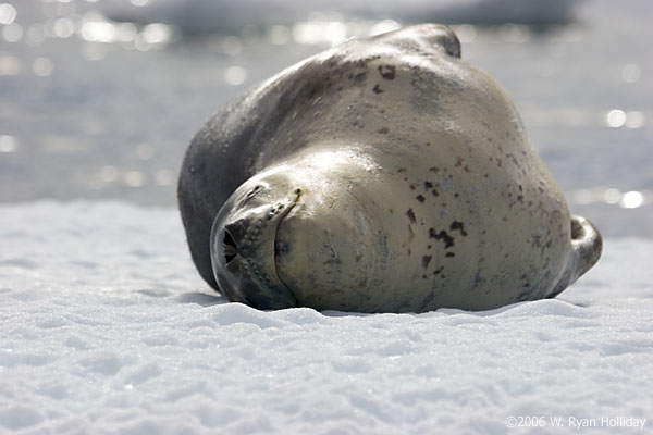 Leopard Seal