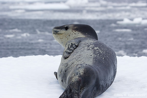 Leopard Seal