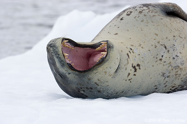 Leopard Seal