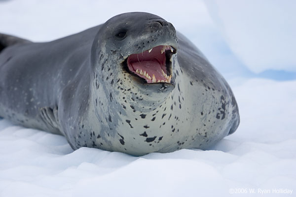 Leopard Seal