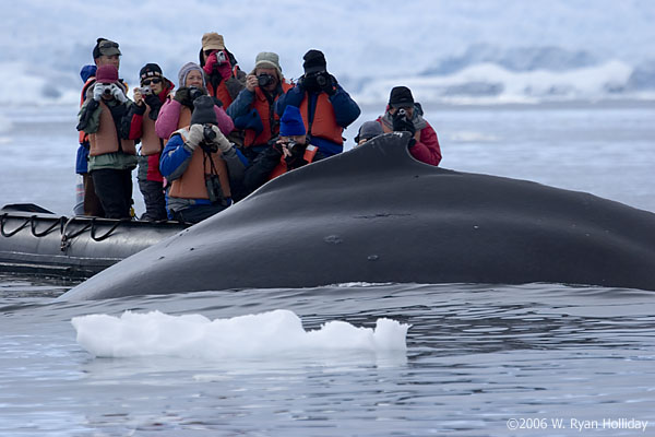 Humpback whale and zodiac