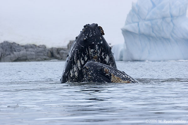 Humpback Whales