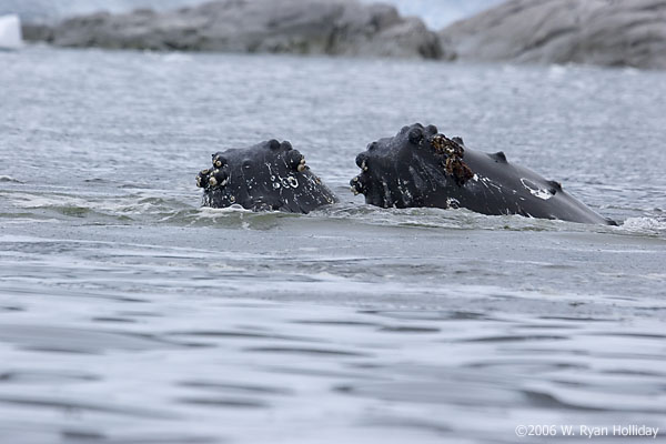 Humpback Whales