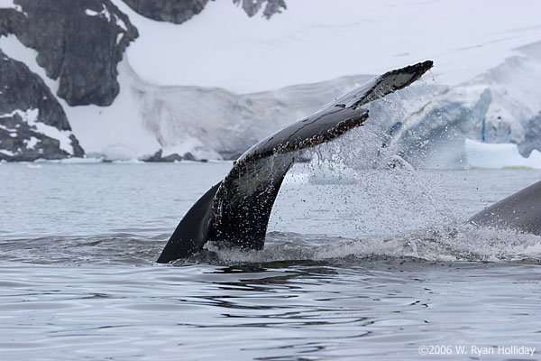 Humpback Whale