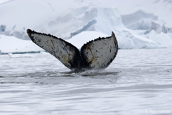 Humpback Whale