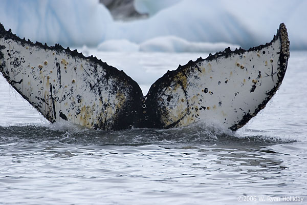 Humpback Whale