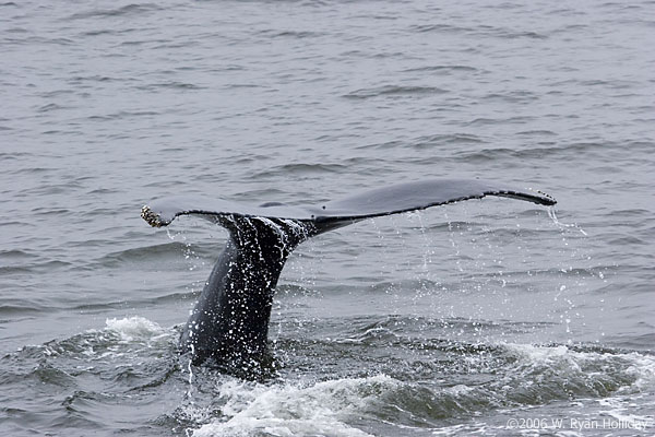 Humpback Whale