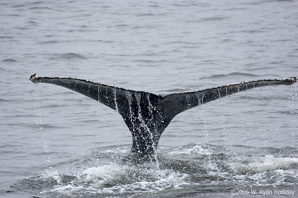 Humpback Whale