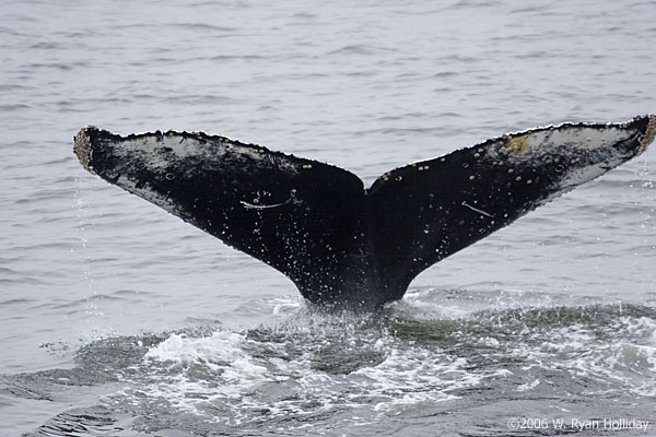 Humpback Whale